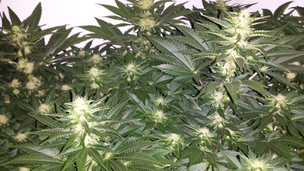 Skunk #1 Regular image 2