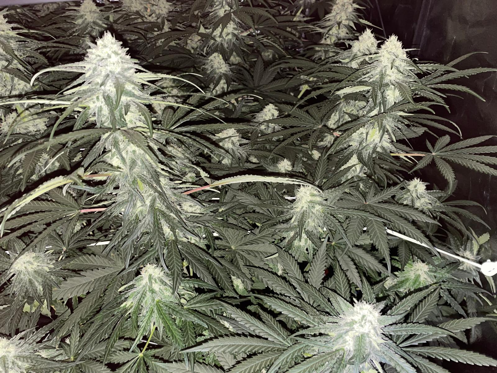 Blueberry Auto Feminised image 1