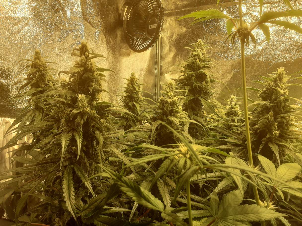 Stardawg Auto Feminised image 1