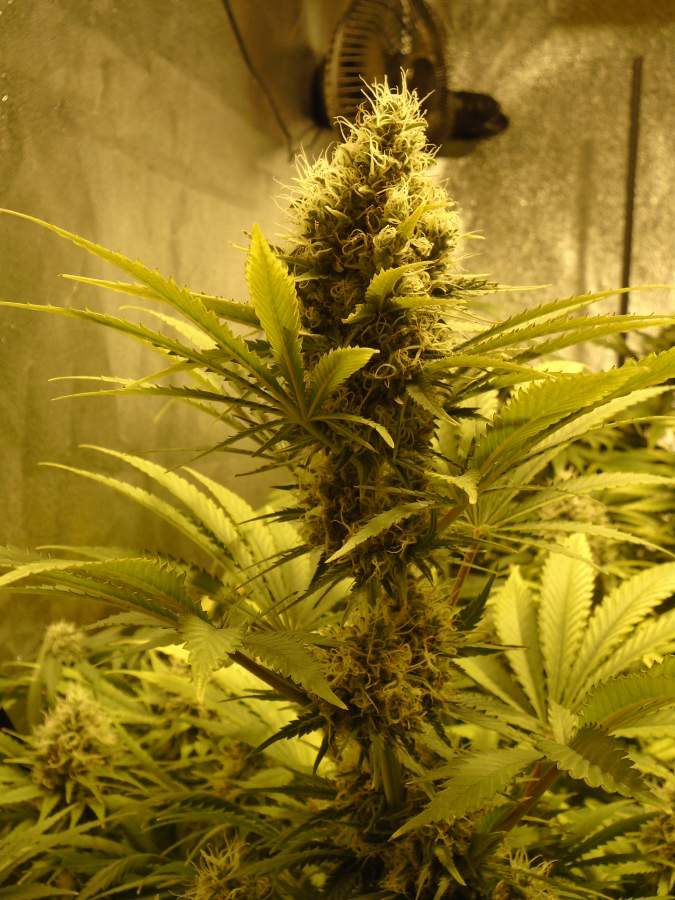 Critical 2.0+ Auto Feminised image 3