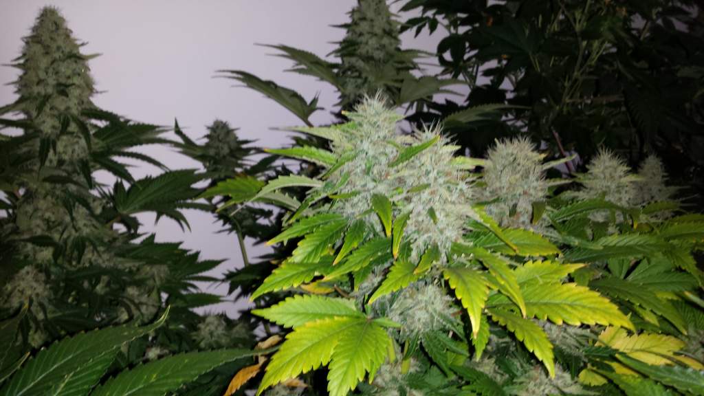 Skunk #1 Feminised image 5