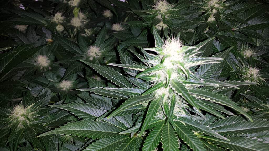 Skunk #1 Feminised image 1
