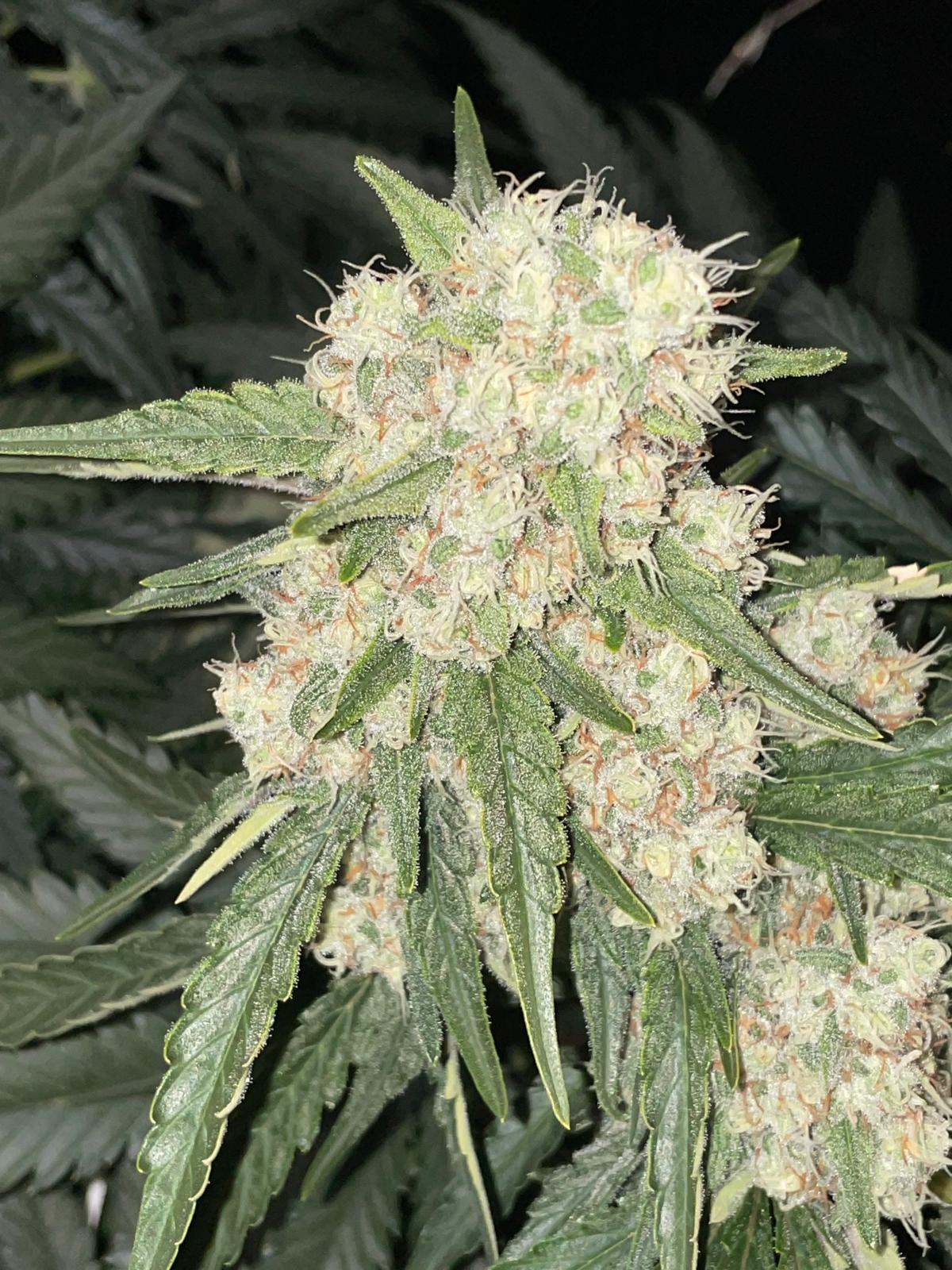 Lemon Kush Feminised image 1