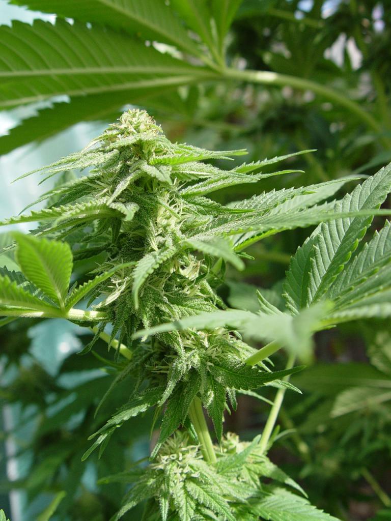 Original Skunk #1 Auto Feminised image 3
