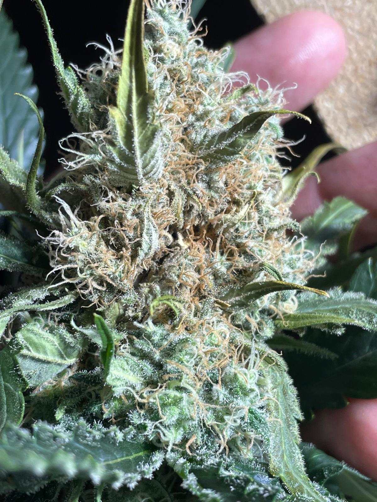 Stardawg Auto Feminised image 2