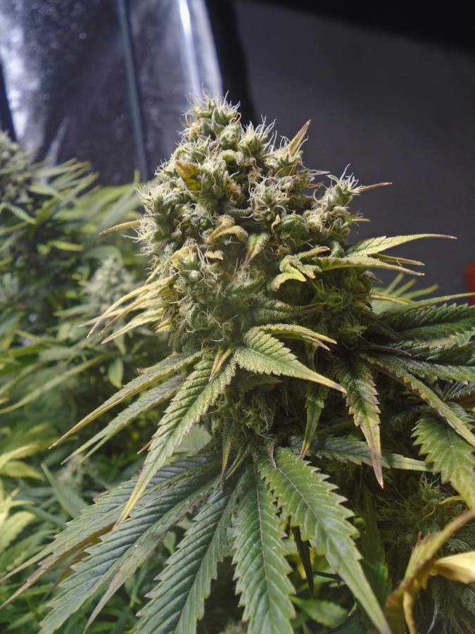 Super Silver Haze Feminised image 3