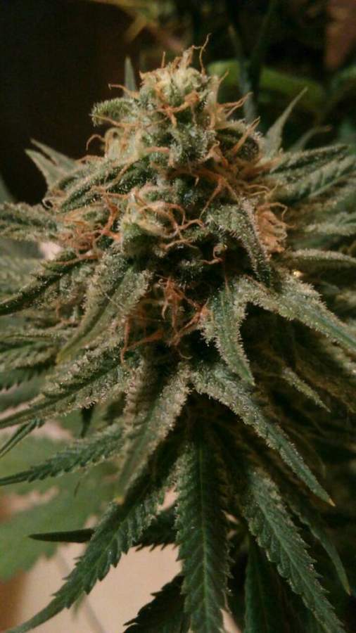 Stardawg Auto Feminised image 3