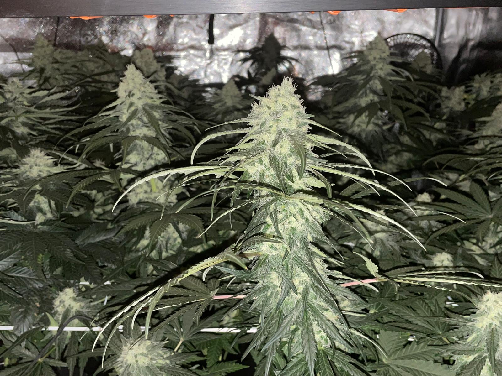 Lemon Kush Feminised image 3