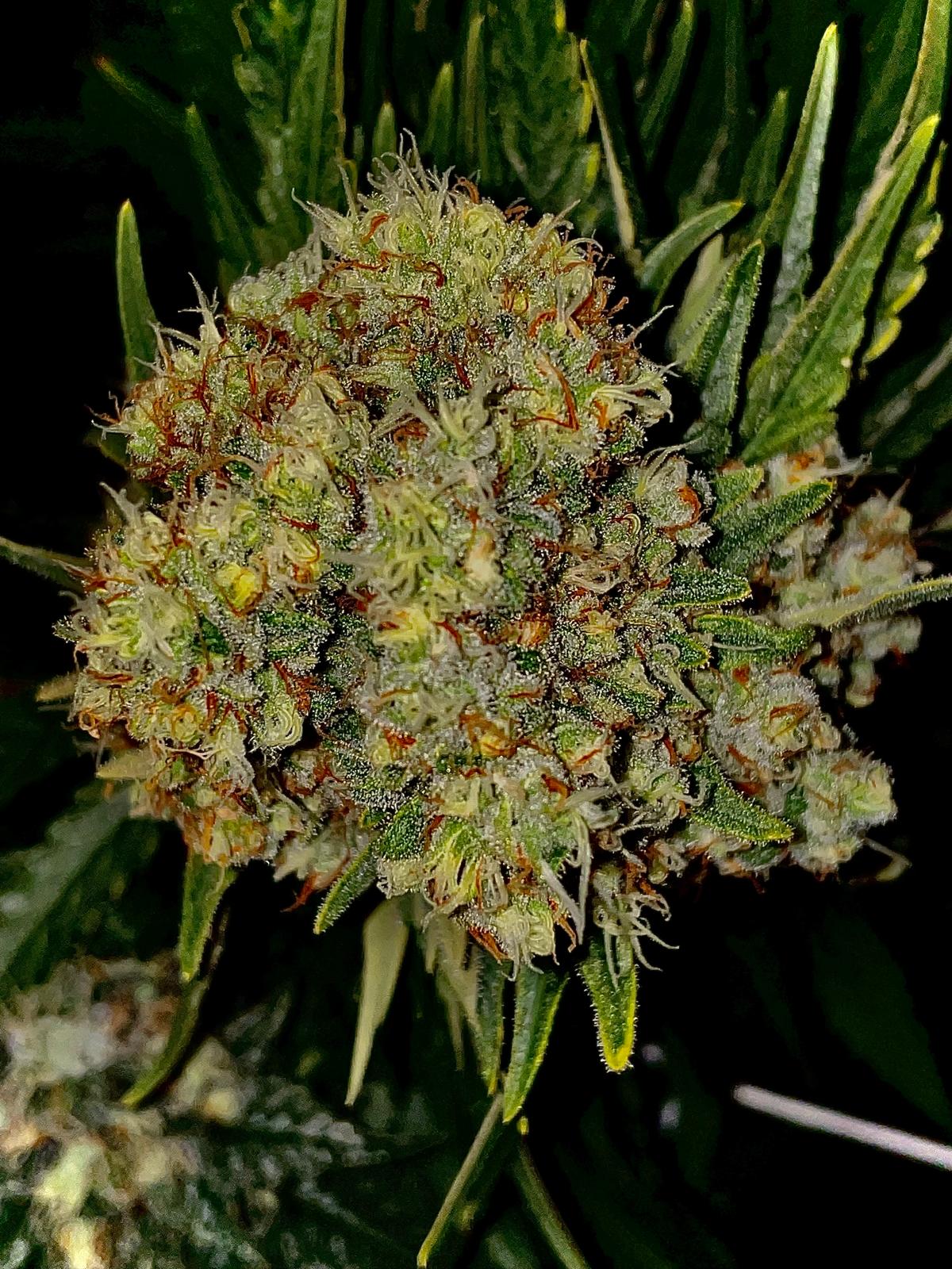 Purple Kush Feminised image 1