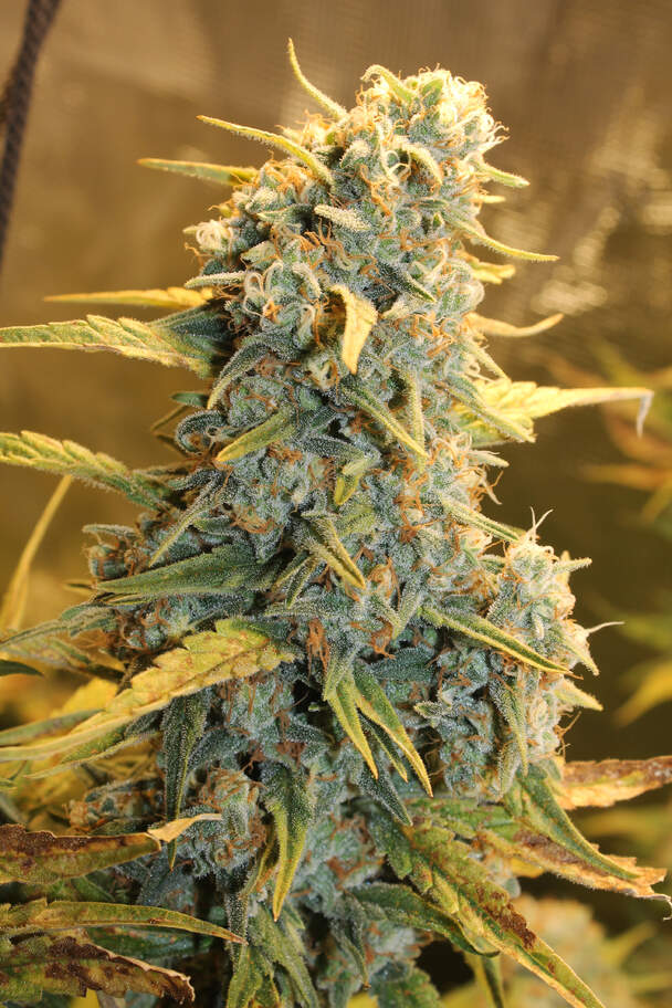 Skunk #1 Regular image 1