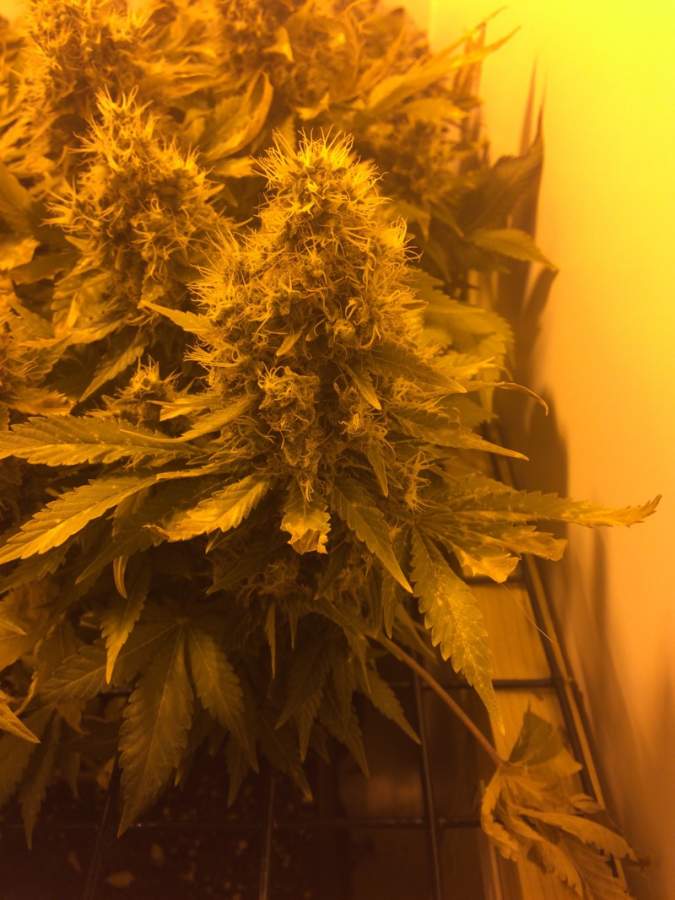 Blueberry Auto Feminised image 3