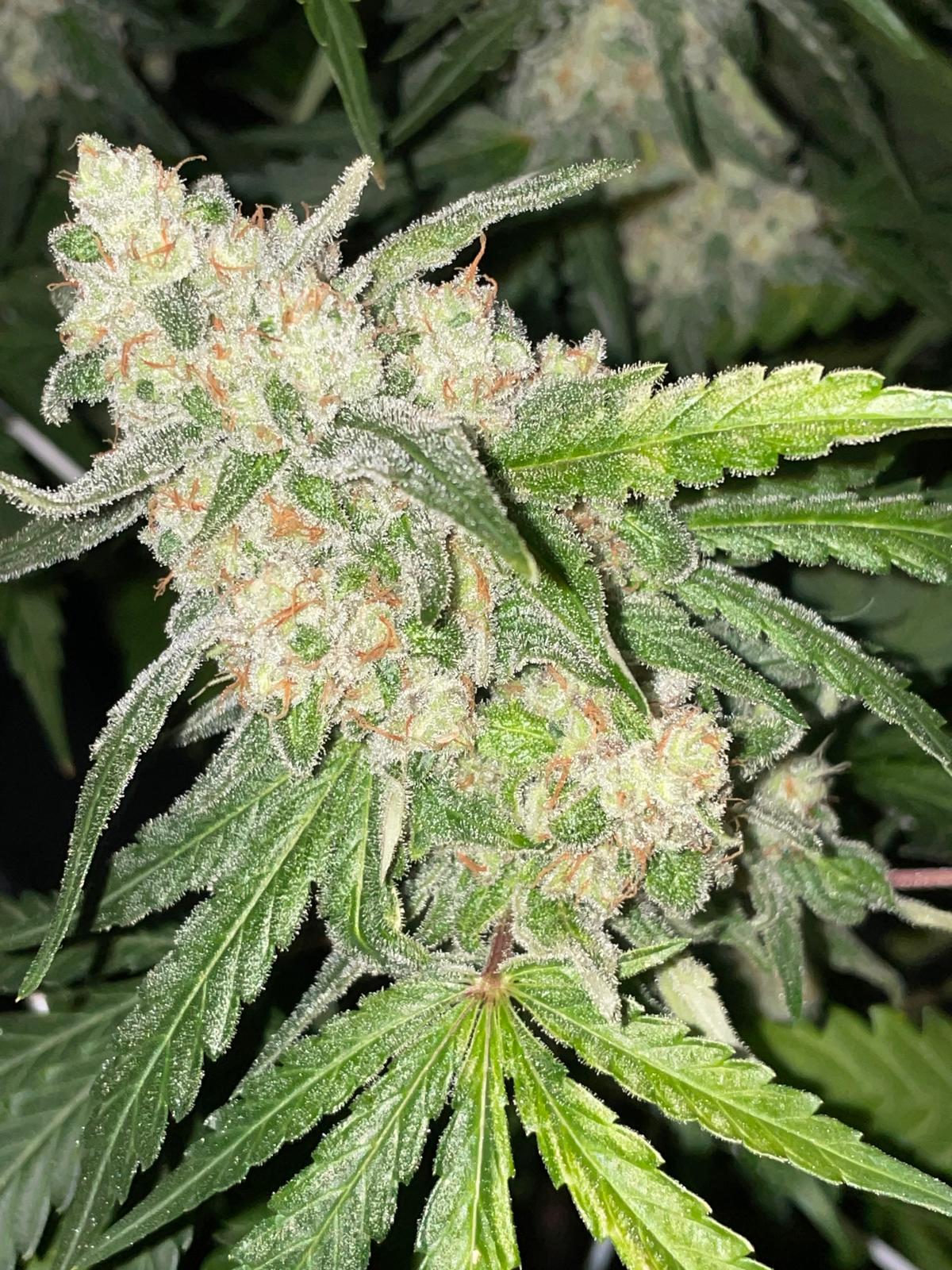 Purple Kush Feminised image 2