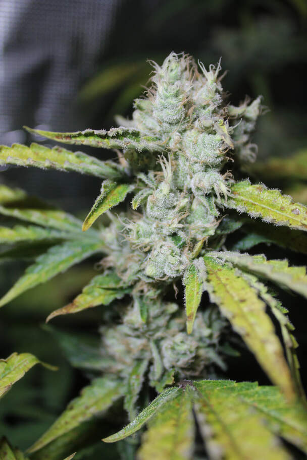 Original Skunk #1 Auto Feminised image 1