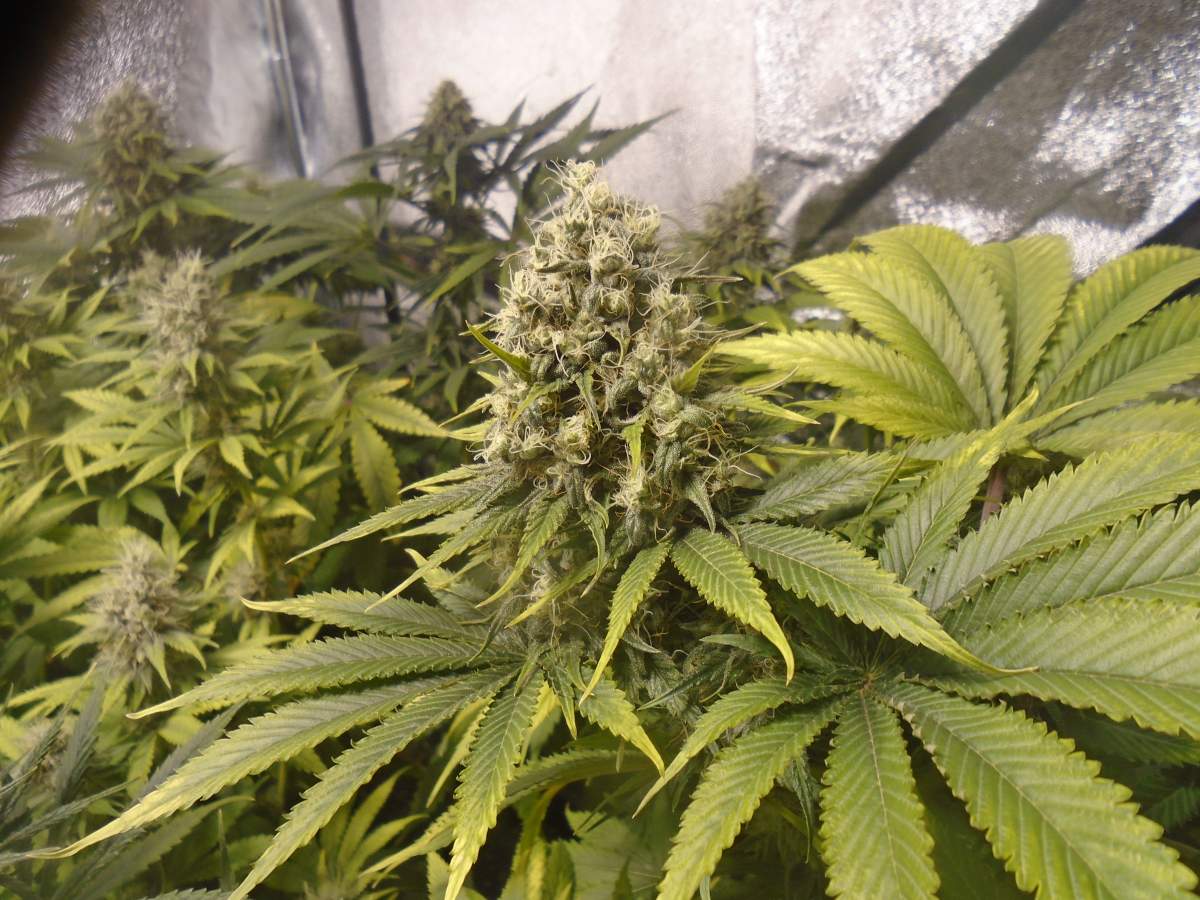 Blueberry Auto Feminised image 2