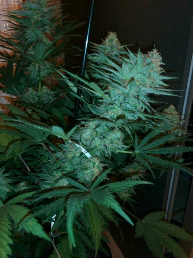 Big Bud Feminised image 3