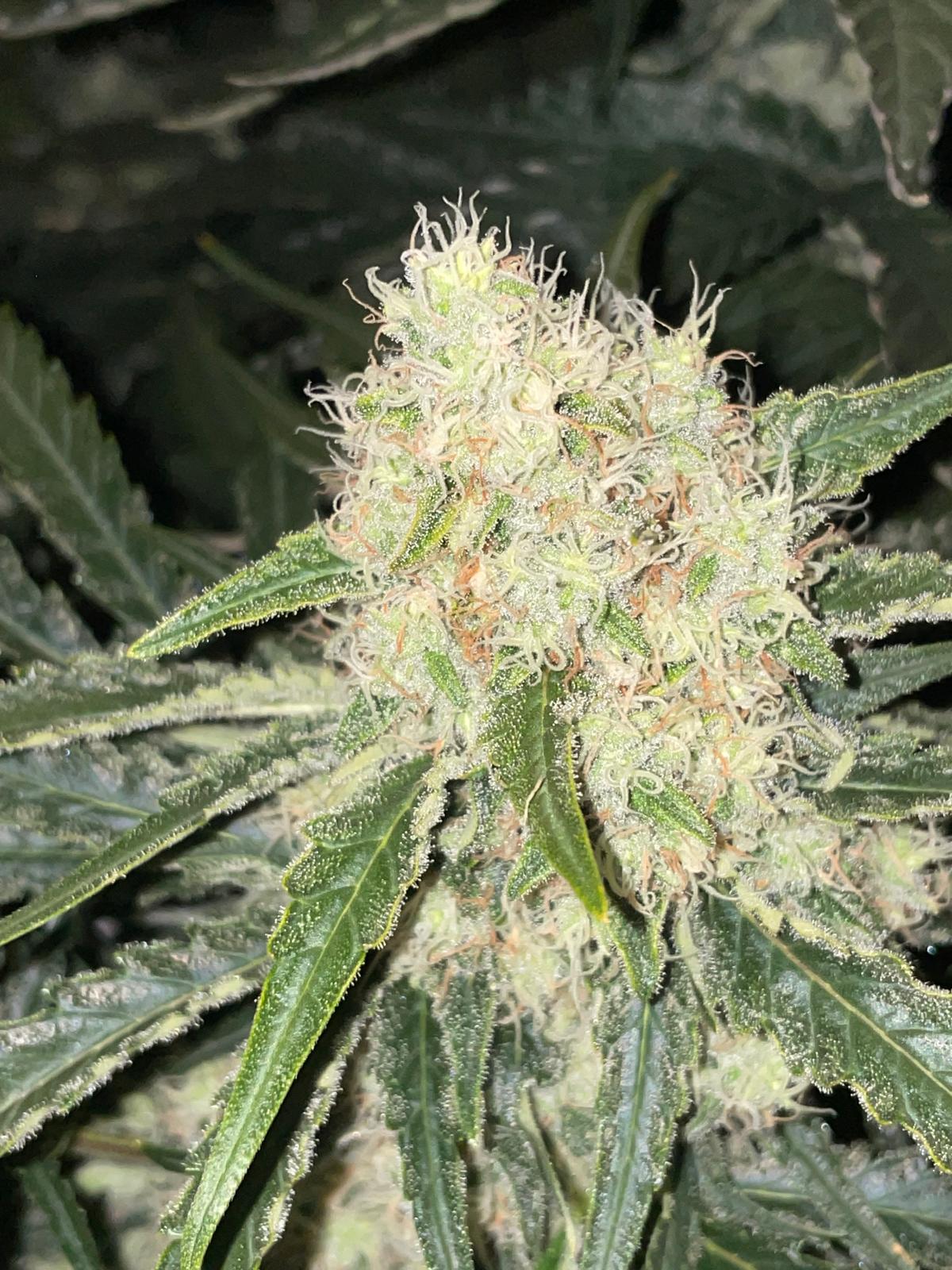 Big Bud Feminised image 4