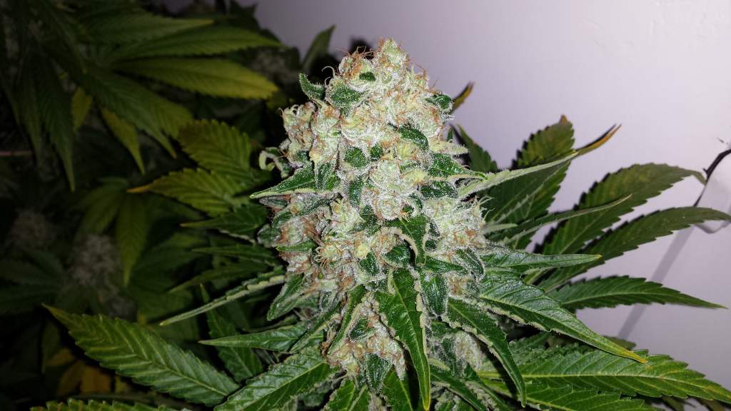 Super Silver Haze Feminised image 1