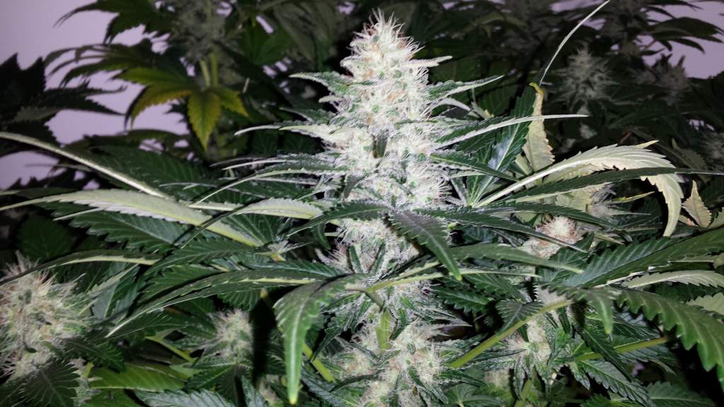 Lemon Kush Feminised image 4
