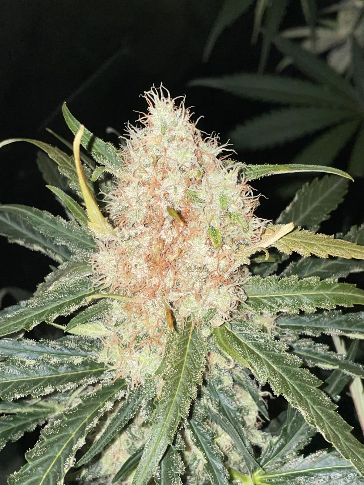 Skunk #1 Regular image 3