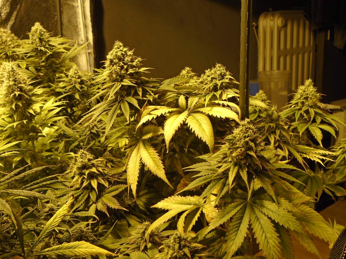 Super Silver Haze Feminised image 4