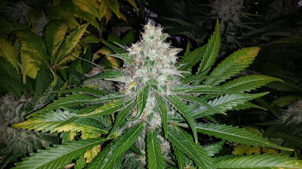 Big Bud Feminised image 6