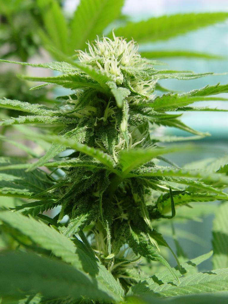 Big Bud Feminised image 2