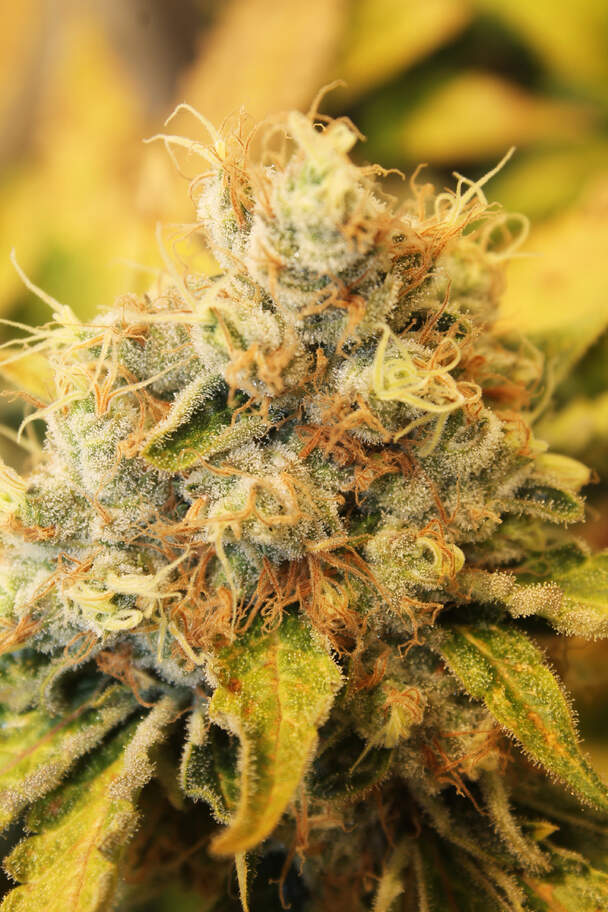 Lemon Kush Feminised image 2