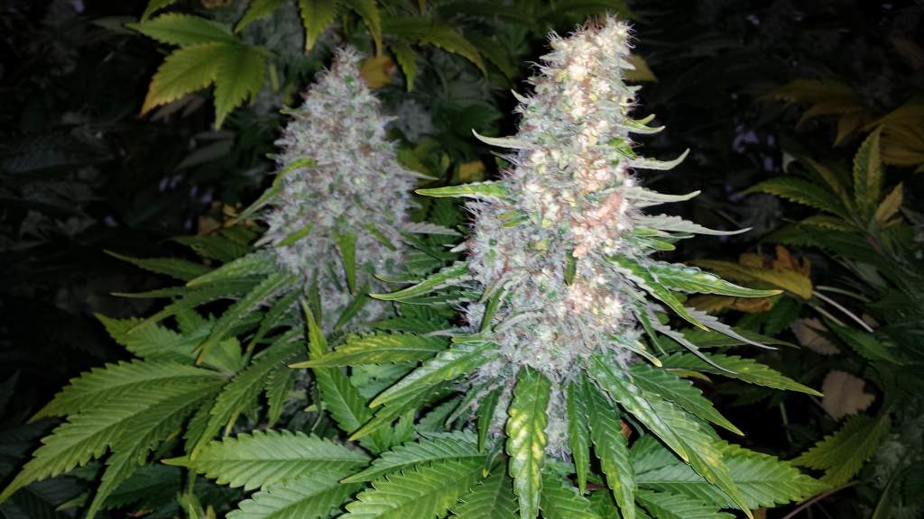 Big Bud Feminised image 5