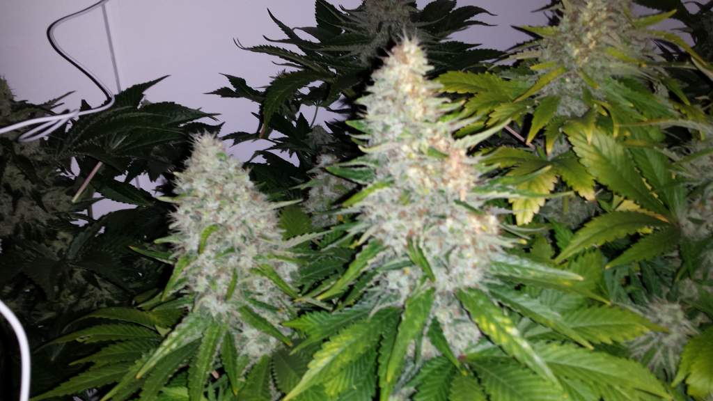 Big Bud Feminised image 1